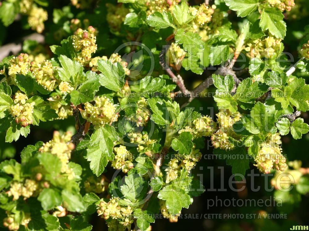 Ribes Green Mound (Alpine Currant) 4