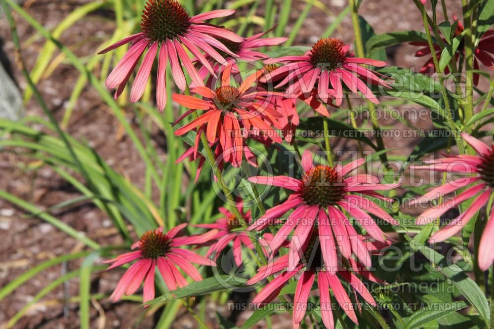 Echinacea Summer Cocktail (Coneflower) 1