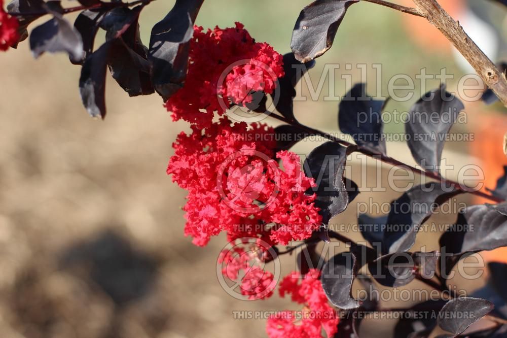 Lagerstroemia Ebony Embers (Crape Myrtle) 1