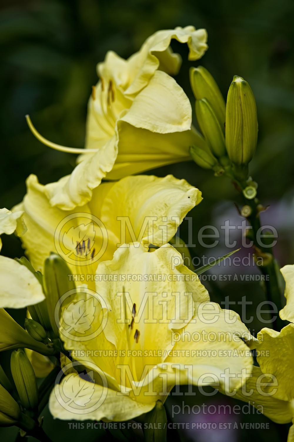 Hemerocallis Yellow Lion (Daylily) 3