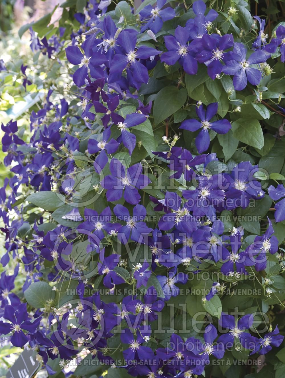Clematis Superba (Clematis) 2