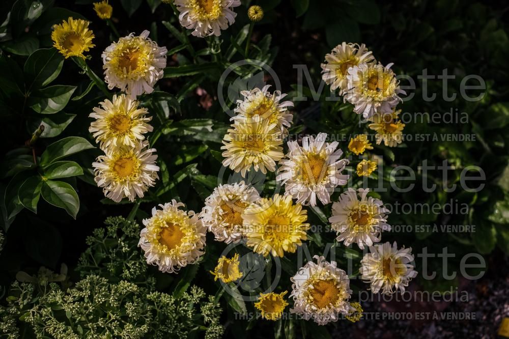 Leucanthemum Real Charmer (Shasta Daisy) 4