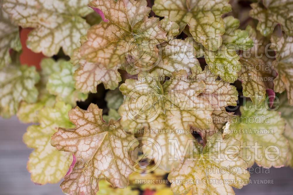 Heuchera Ginger Ale (Coral Bells, Alum Root) 4