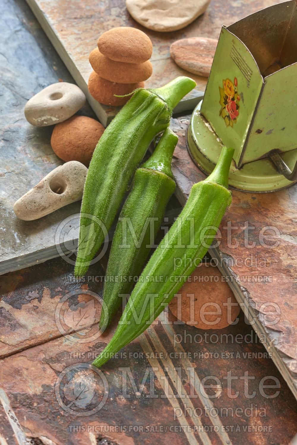 Abelmoschus esculentus (Okra aka okro aka gumbo vegetable) 11