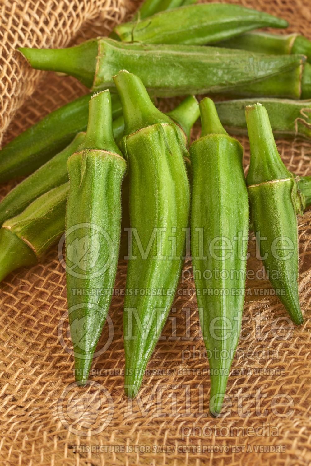 Abelmoschus esculentus (Okra aka okro aka gumbo vegetable) 10