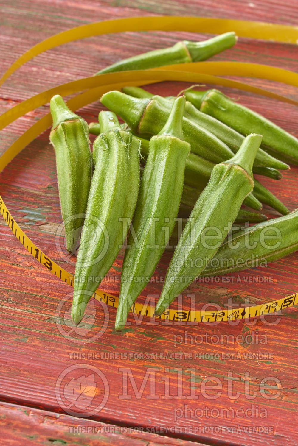 Abelmoschus esculentus (Okra aka okro aka gumbo vegetable) 12