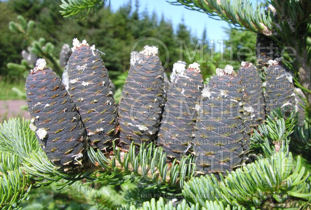 Abies balsamea (Balsam fir conifer) 16