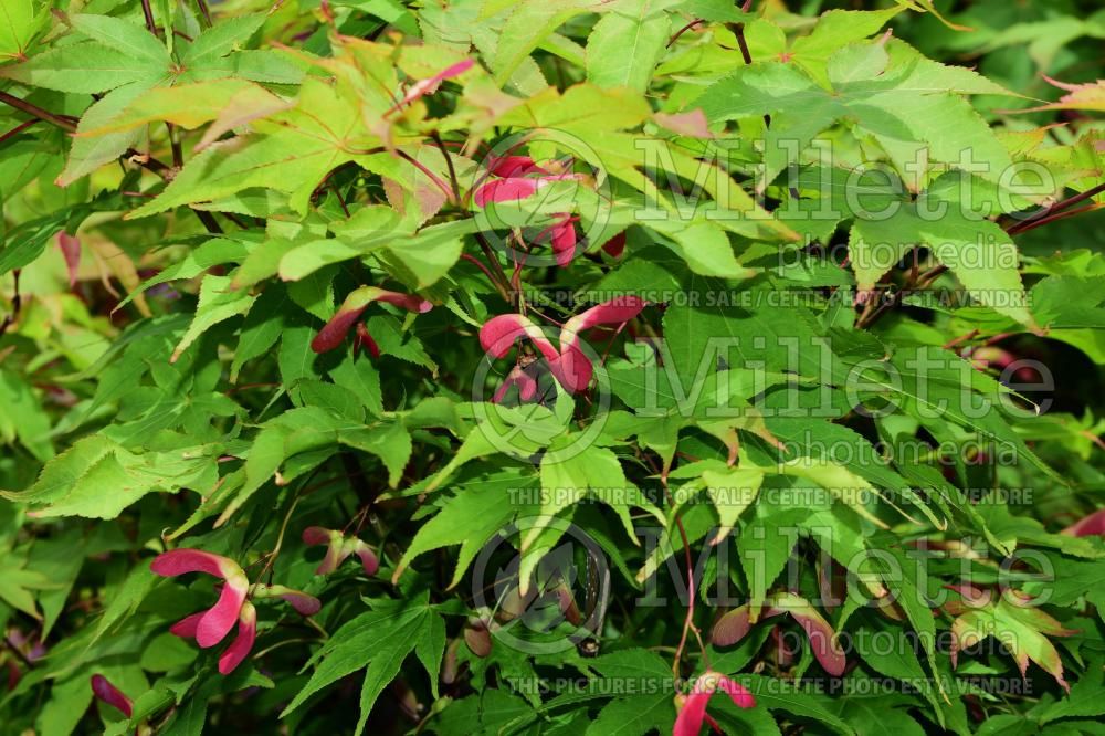 Acer Osakazuki (Japanese Maple) 4