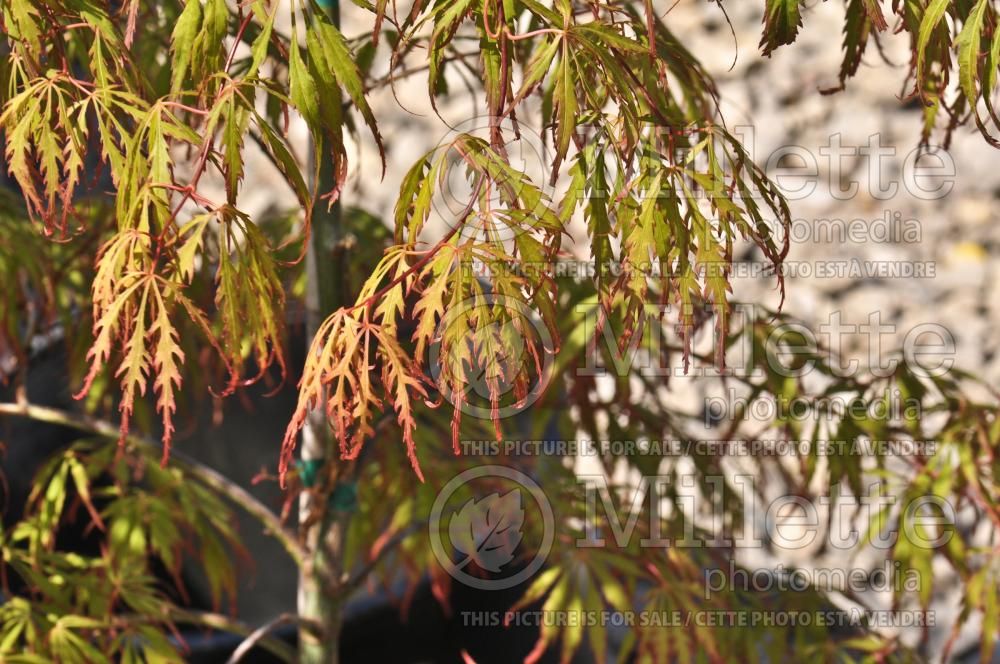 Acer Spring Delight (Japanese Maple – érable japonais) 1