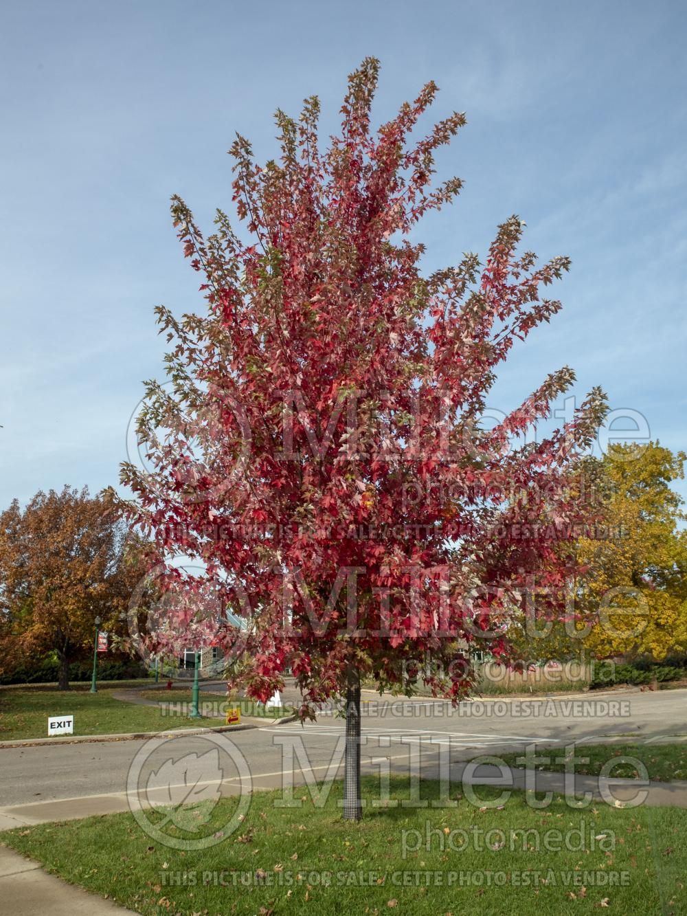 Acer October Glory (Red Maple) 4