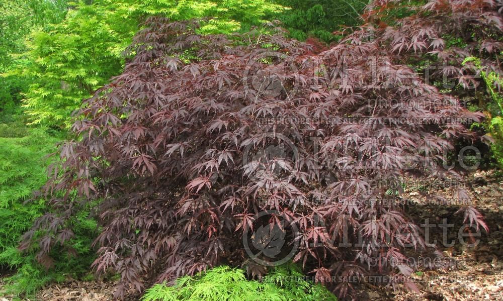 Acer Sherwood Flame (Japanese Maple) 2