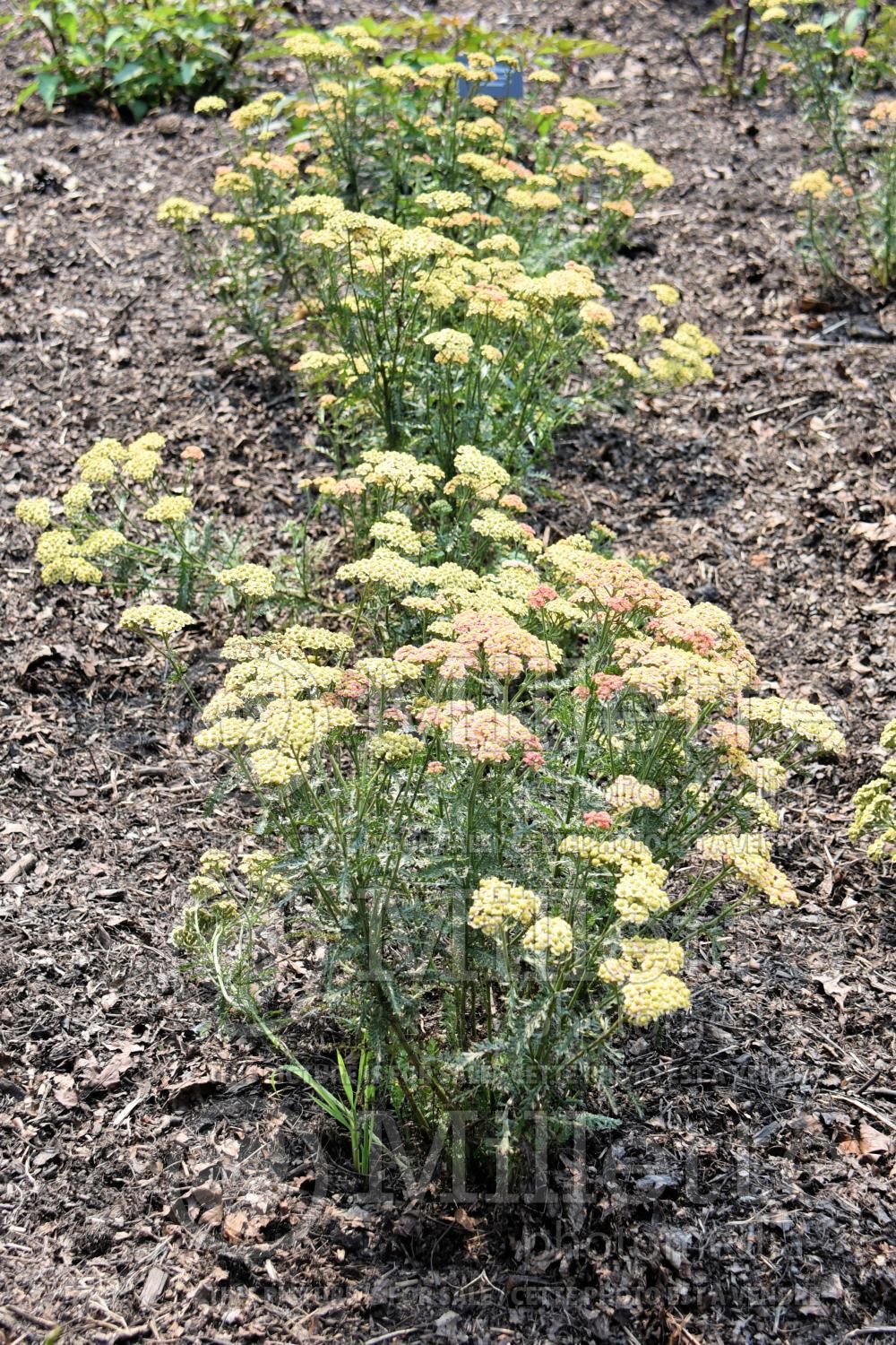 Achillea Firefly Peach Sky (Yarrow) 5