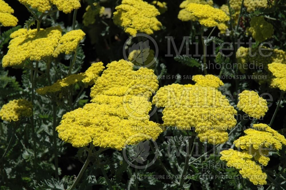 Achillea Moonshine (Yarrow) 2