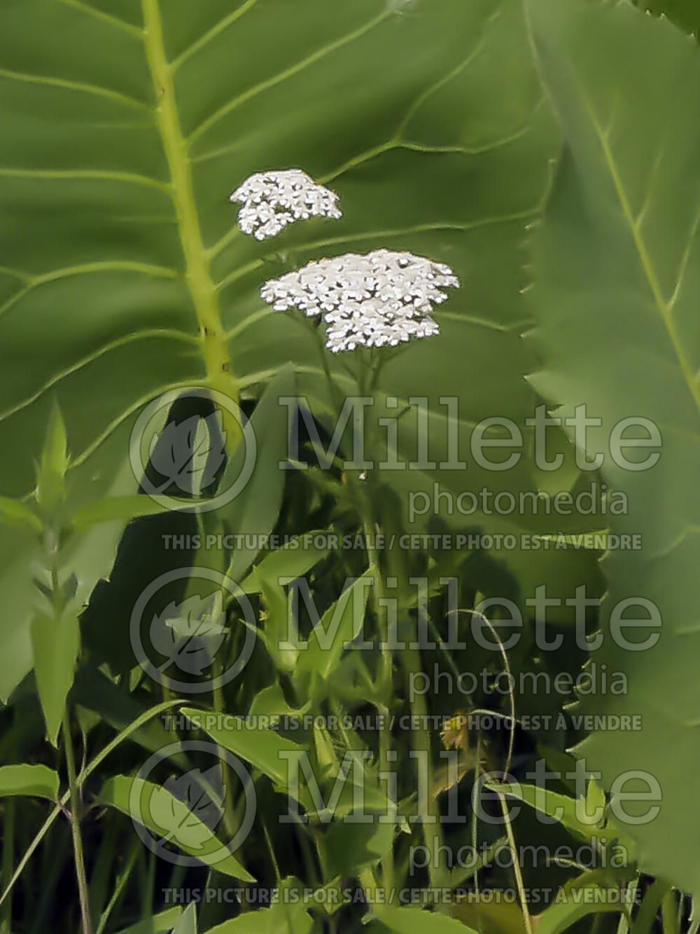 Chrysanthemum morifolium (mums or chrysanths) 2