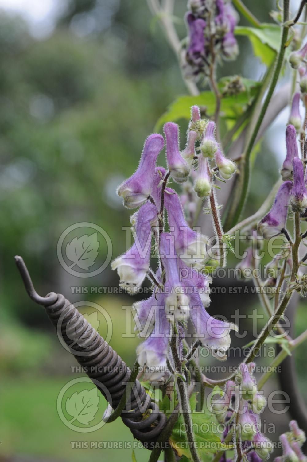 Aconitum Komarov (Monkshood) 1