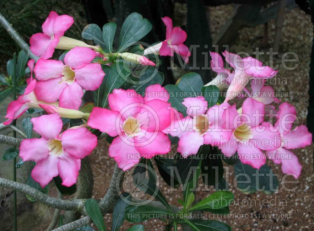 Adenium obesum (Desert Rose) 7