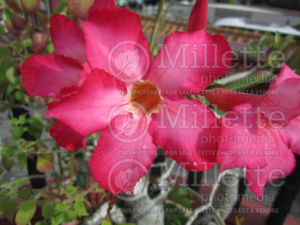 Adenium obesum (Desert Rose) 4