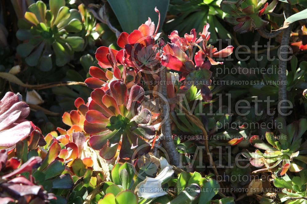 Aeonium Jack Catlin (Aeonium Cactus) 2