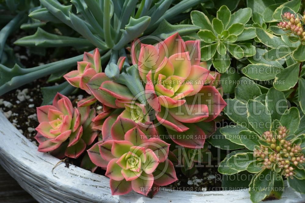 Aeonium Kiwi (Aeonium Cactus) 1