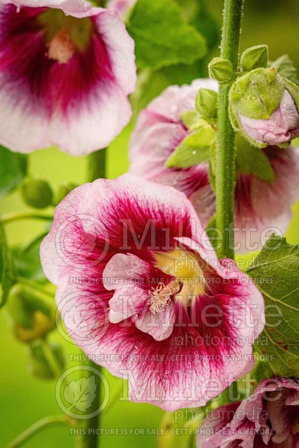 Alcea Halo Blush (Hollyhock) 2