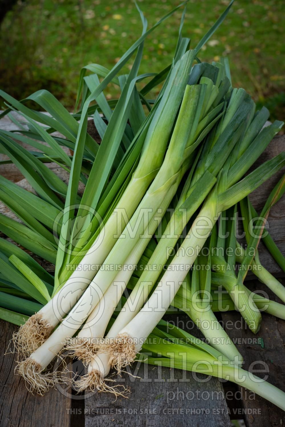 Allium American Flag (Leek vegetable) 1