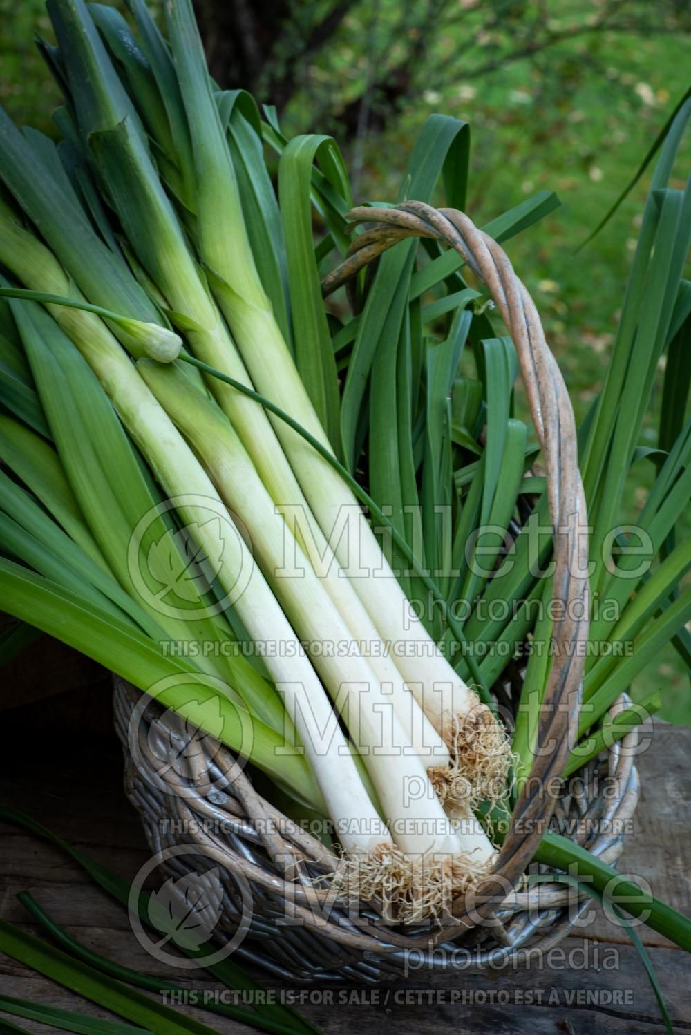 Allium American Flag (Leek vegetable) 3