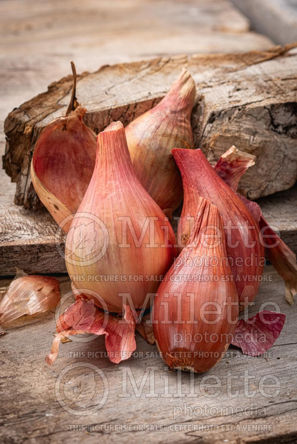 Allium Zebrune (shallot onion vegetable) 1