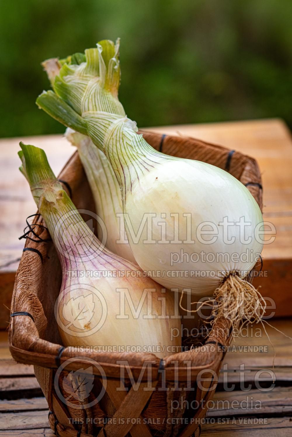 Allium Candy (Ornamental Onion) 1