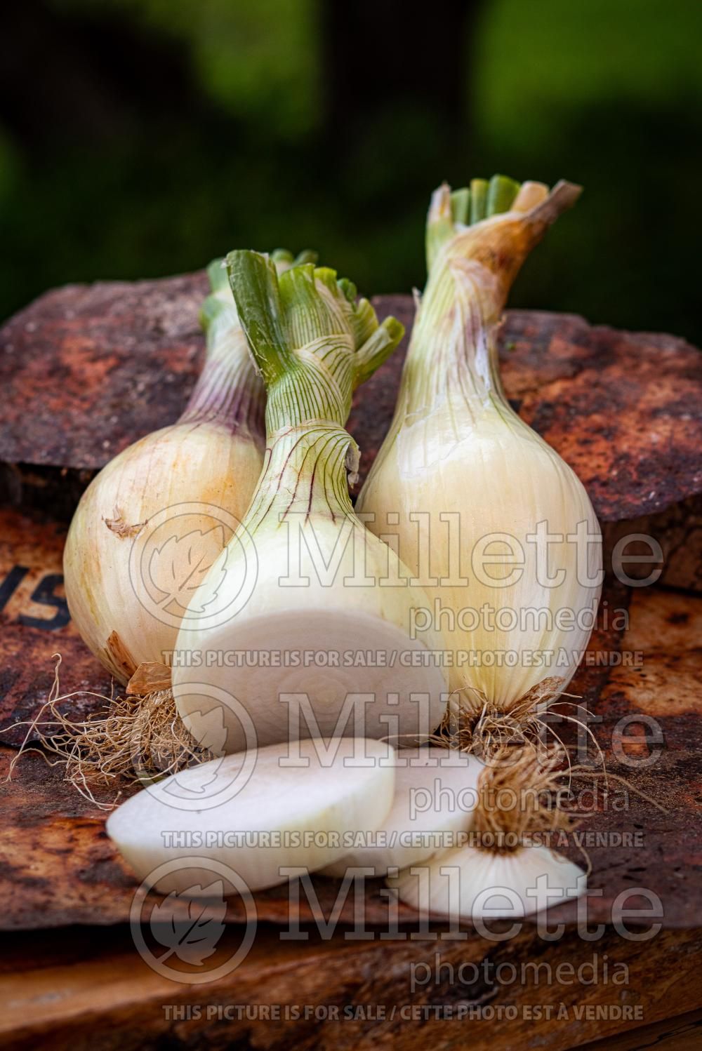 Allium Candy (Ornamental Onion) 2