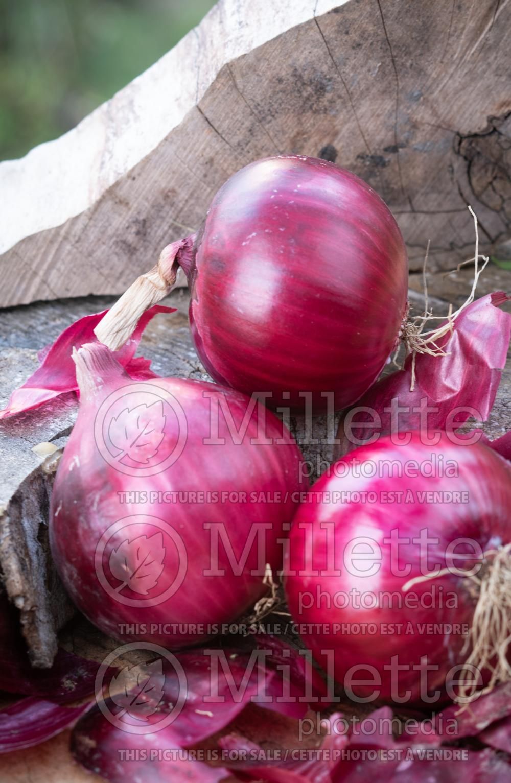 Allium Nashik Red (Onion) 1