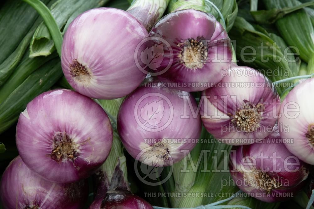 Allium cepa (red onion vegetable) 8