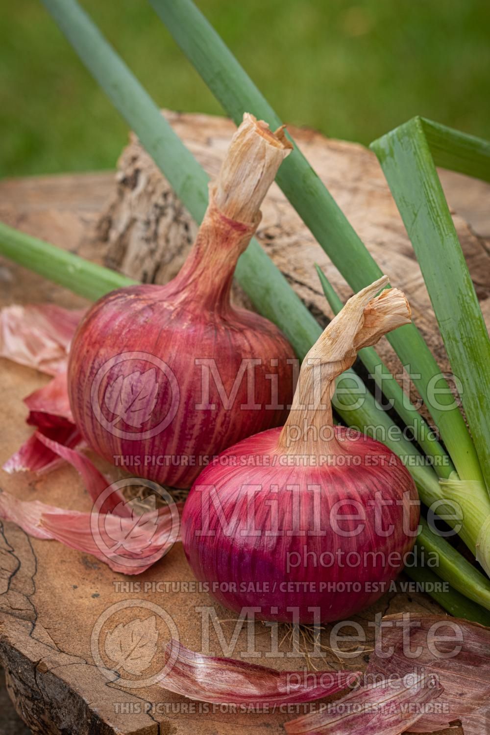 Allium Red Baron (Onion) 2