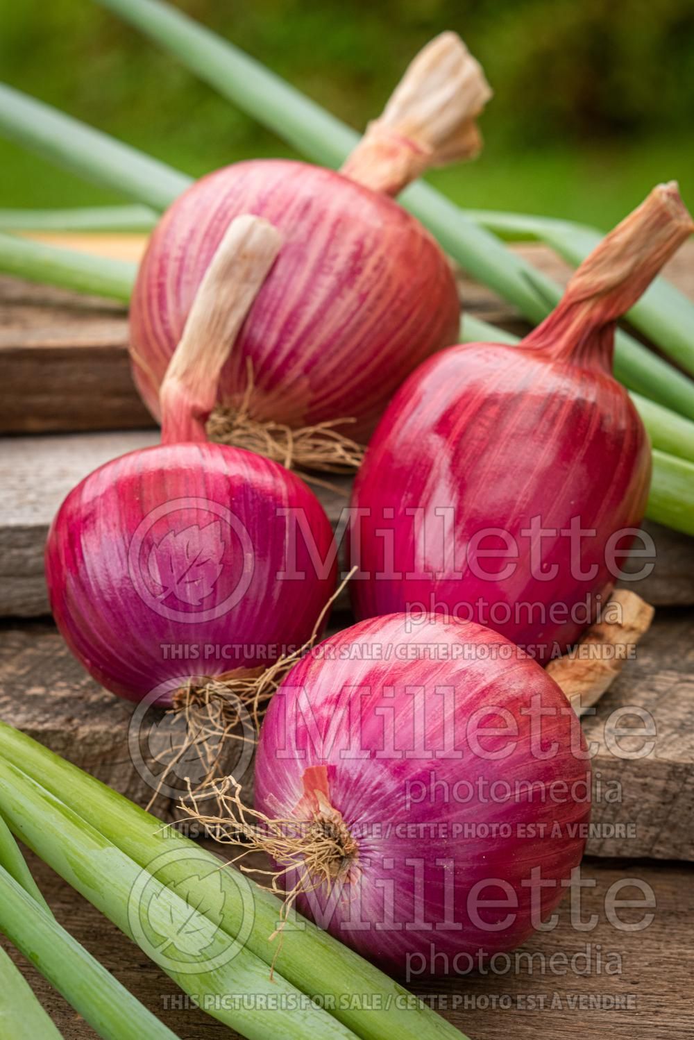 Allium Red Baron (Onion) 3