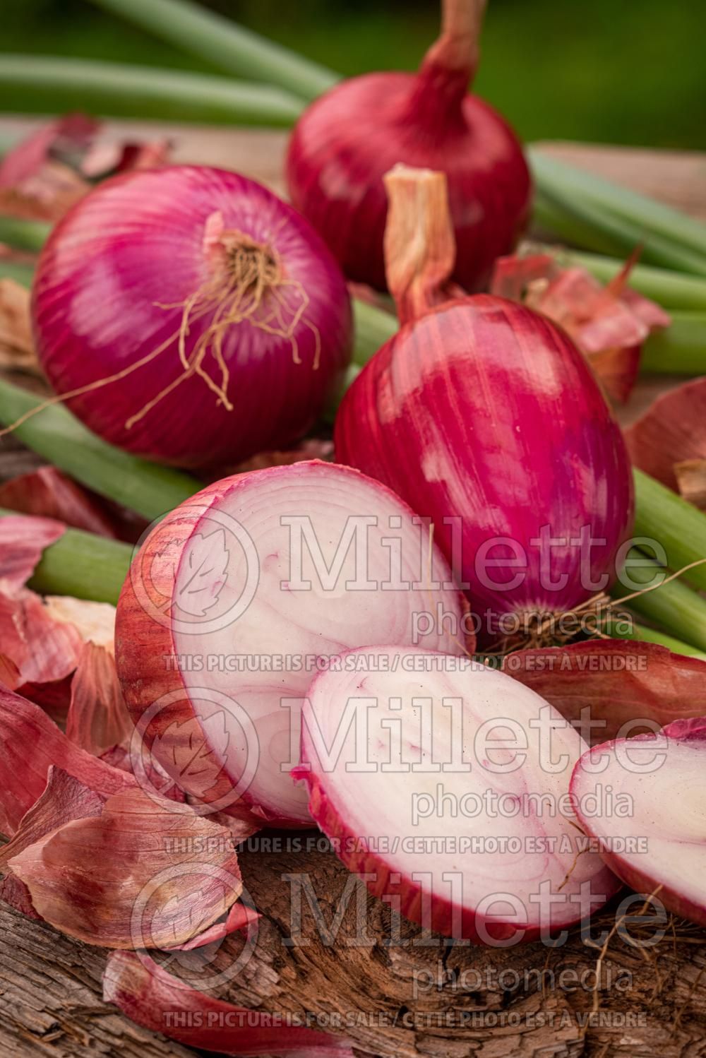 Allium Red Baron (Onion) 1