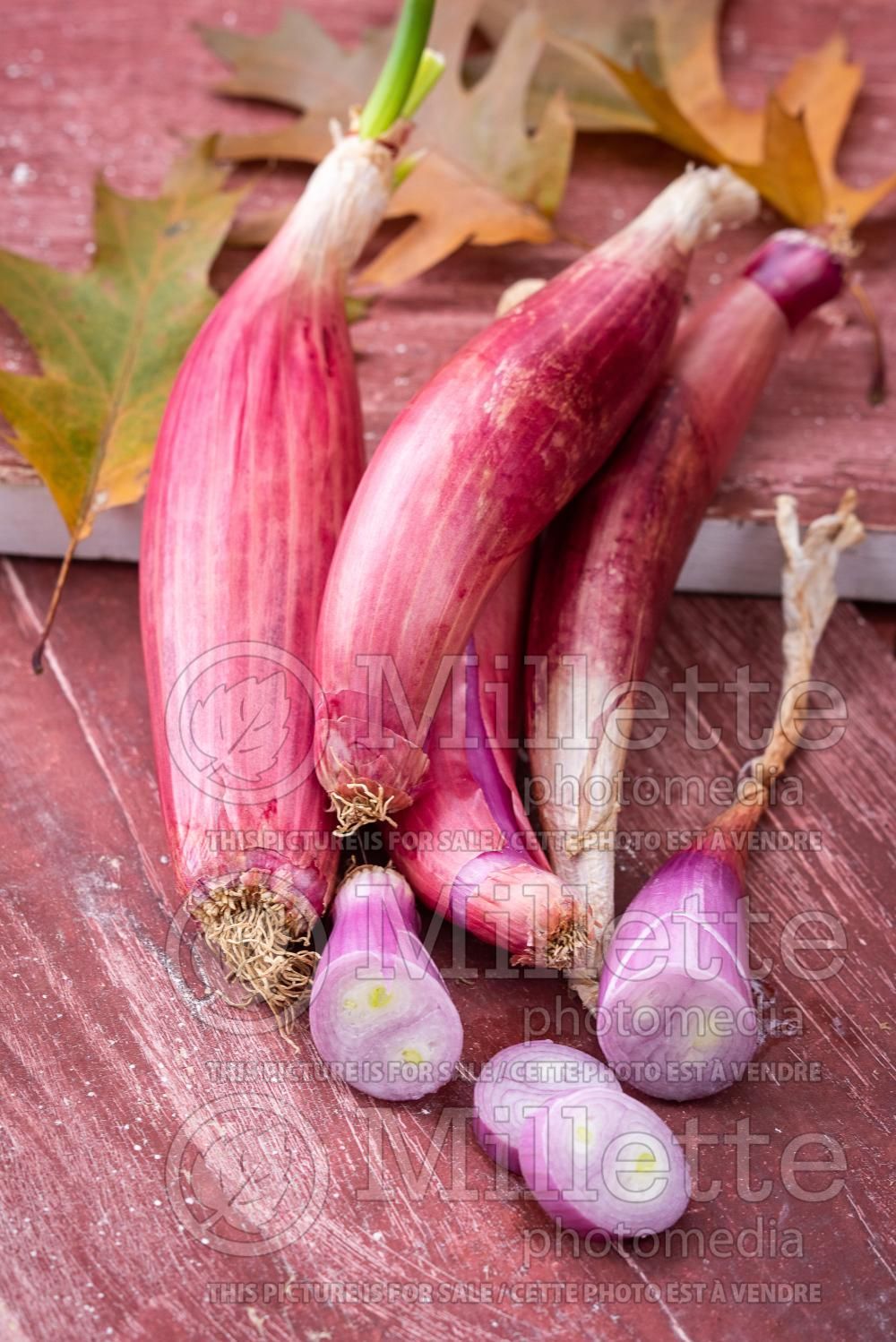 Allium Red Long of Tropea (Ornamental Onion) 1