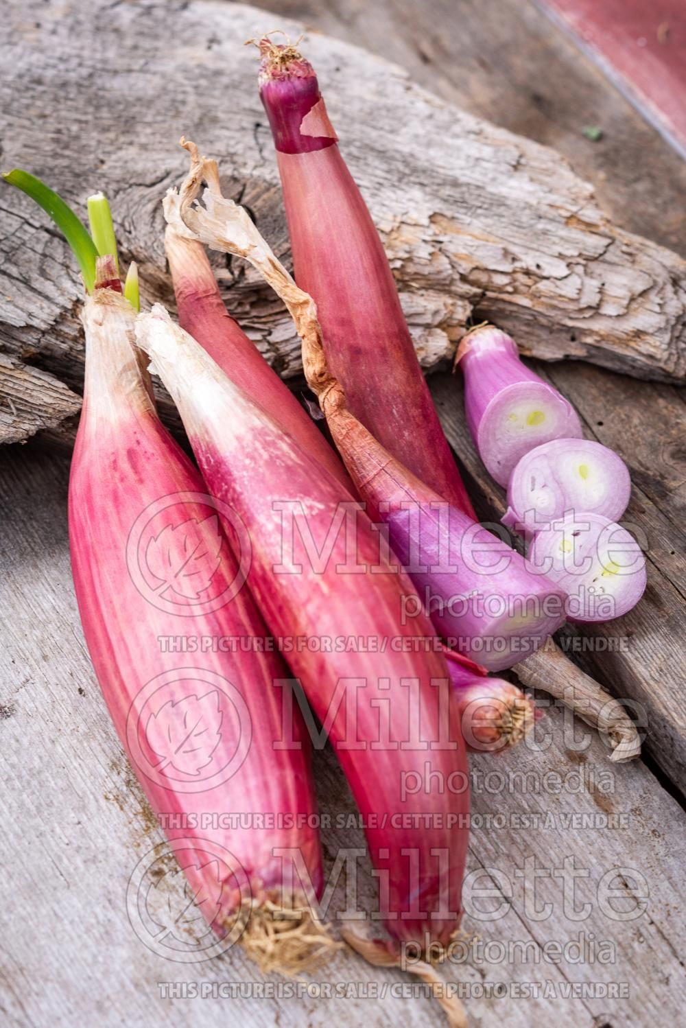 Allium Red Long of Tropea (Ornamental Onion) 2