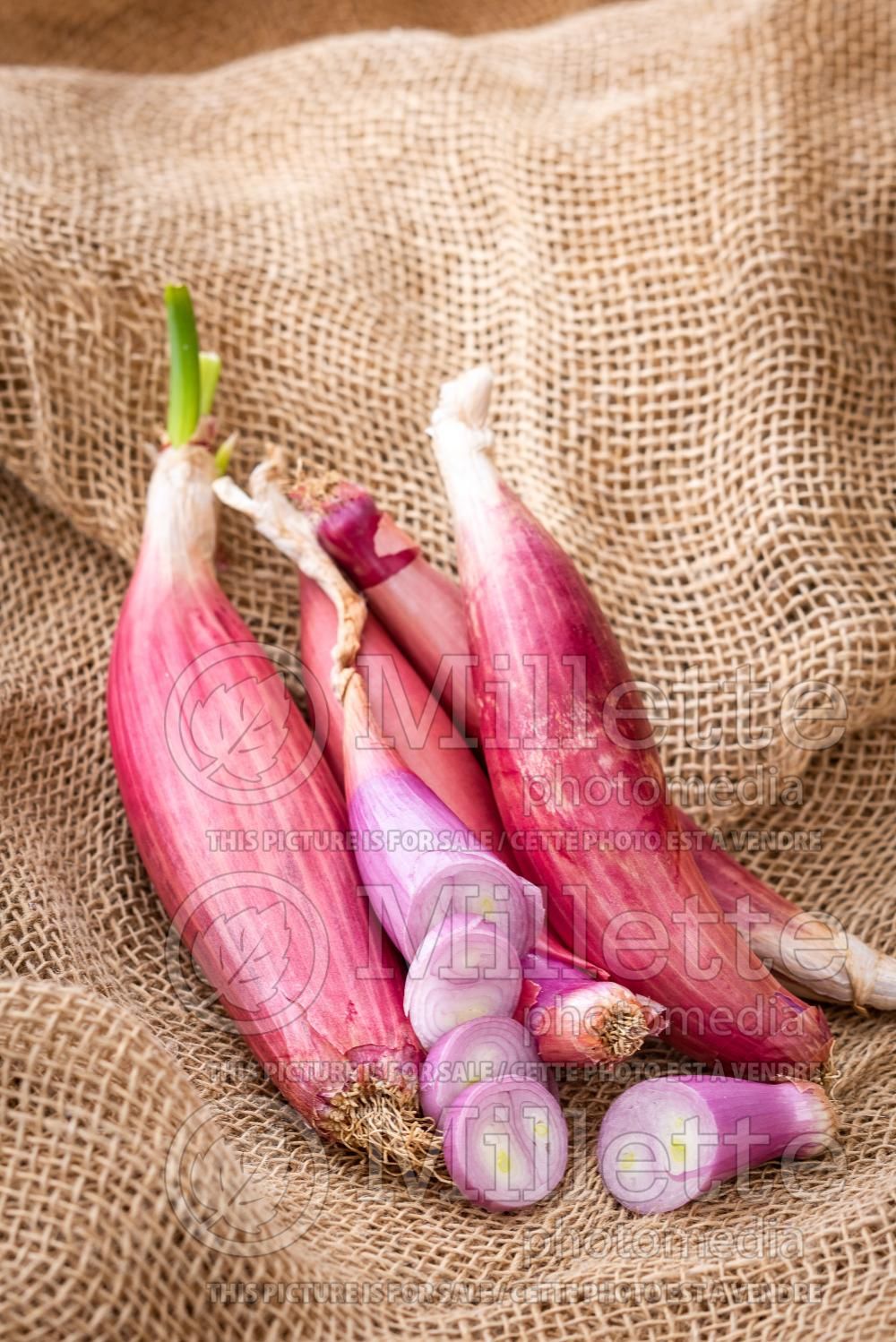 Allium Red Long of Tropea (Ornamental Onion) 3
