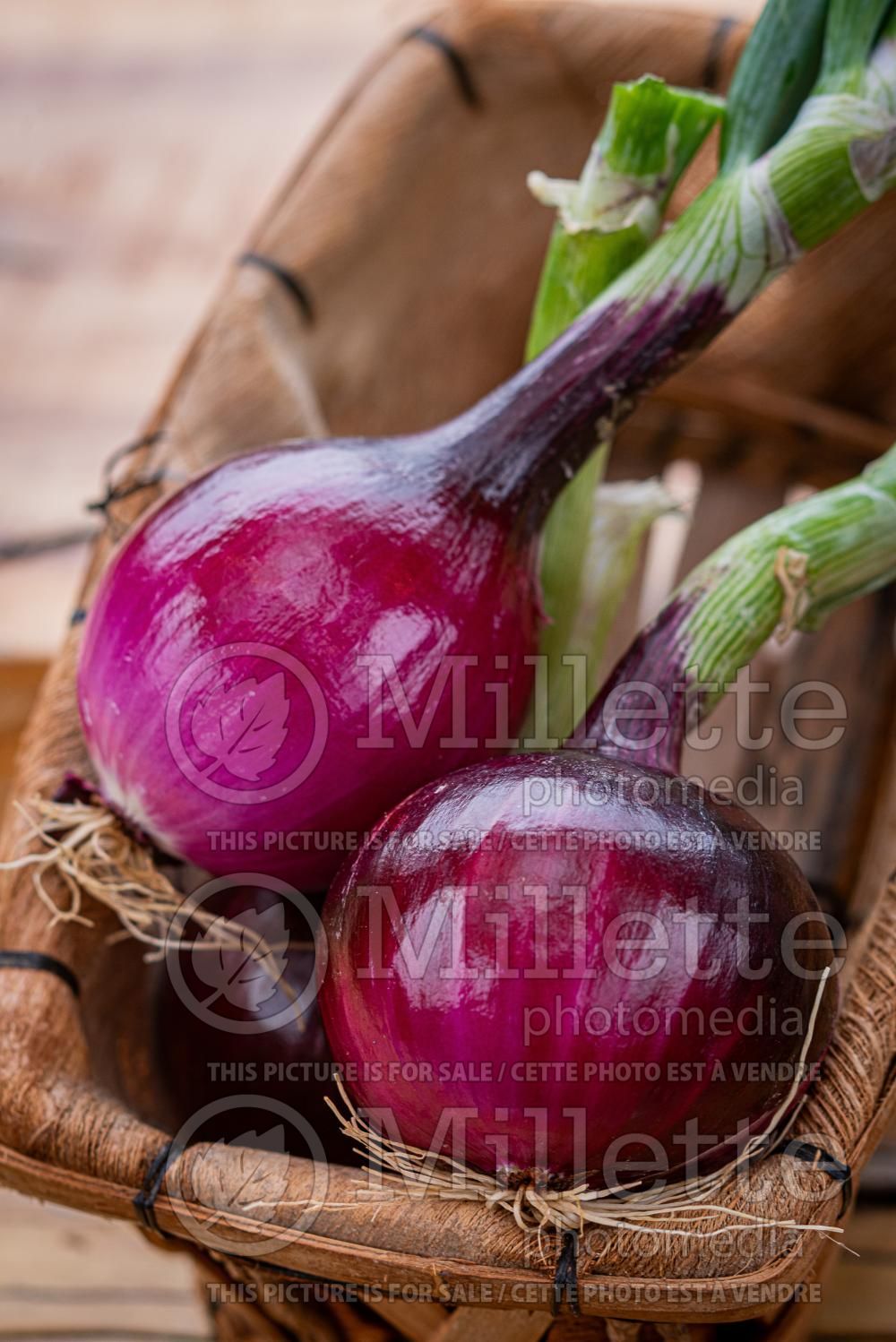 Allium Red Magic (Ornamental Onion) 1