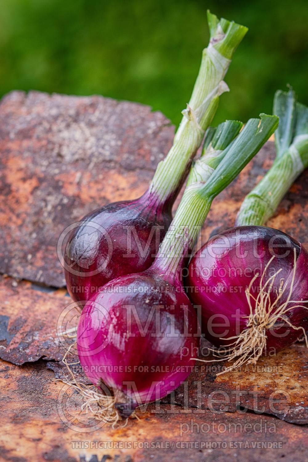 Allium Red Magic (Ornamental Onion) 2
