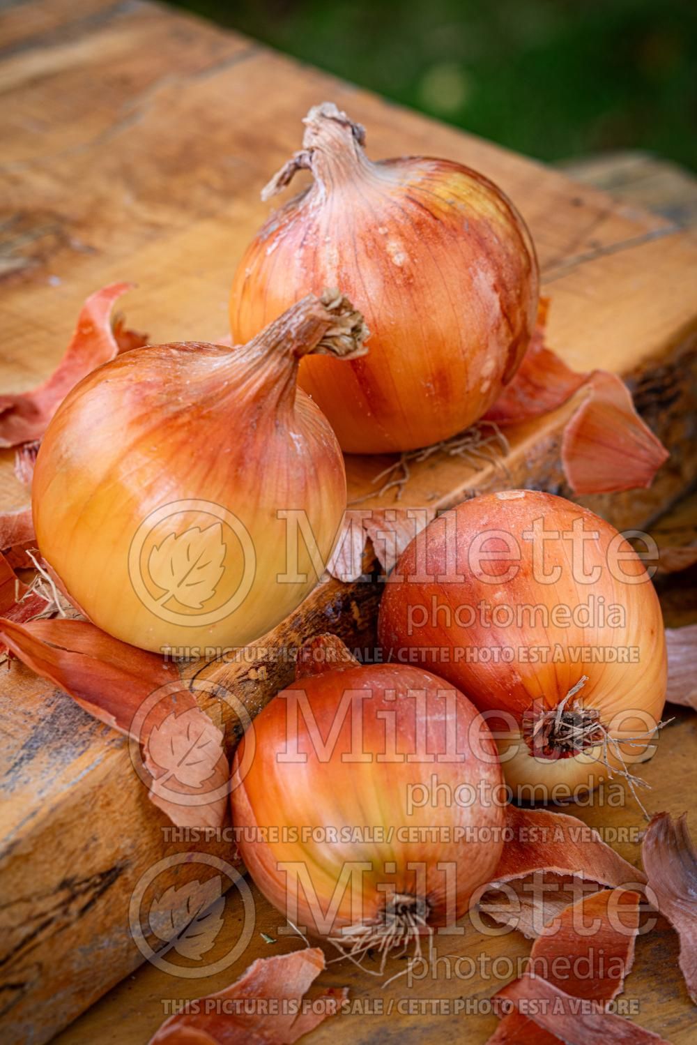 Allium Yellow Sweet Spanish (Onion) 1