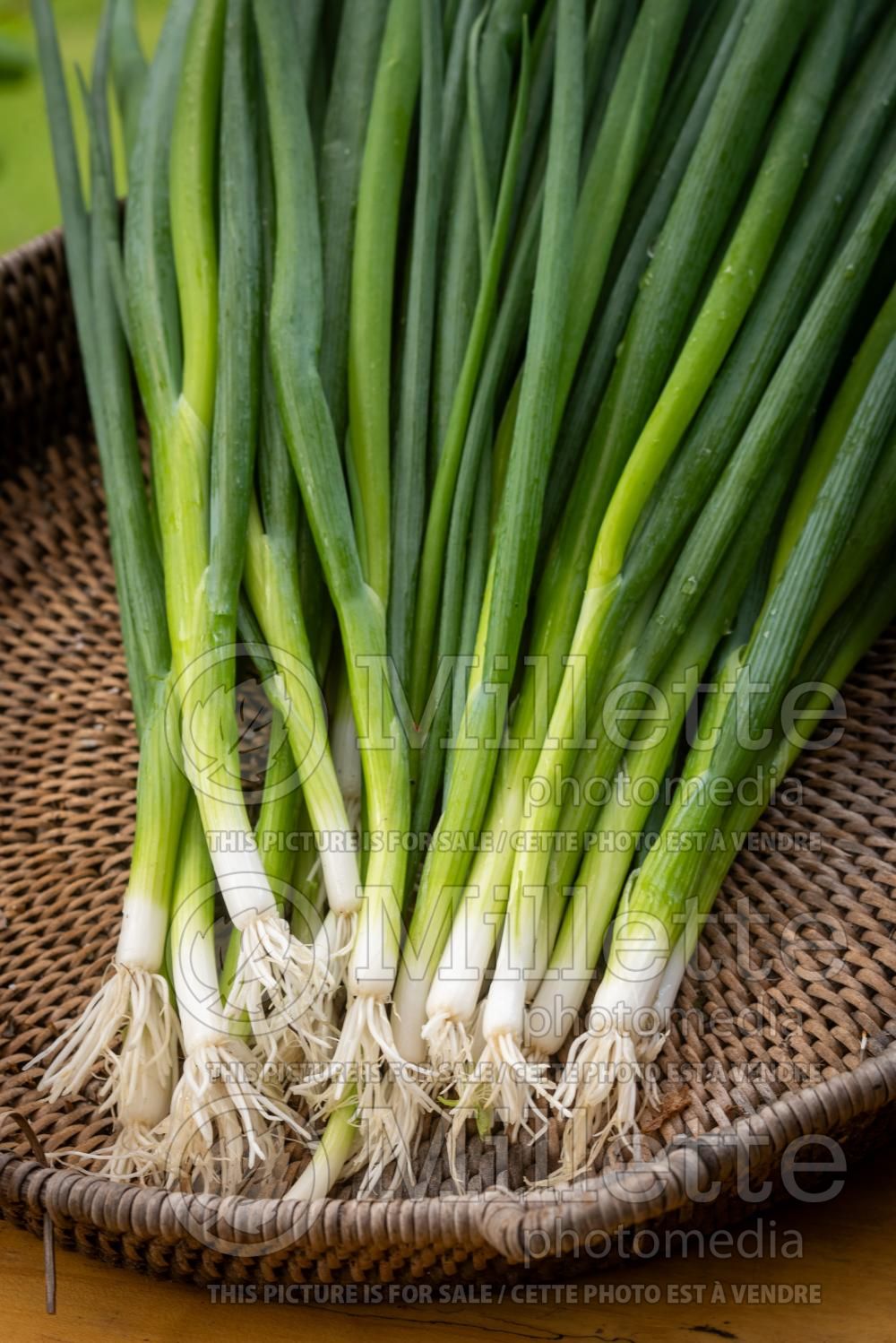 Allium fistulosum (scallions bunching onion, long green onion) 6