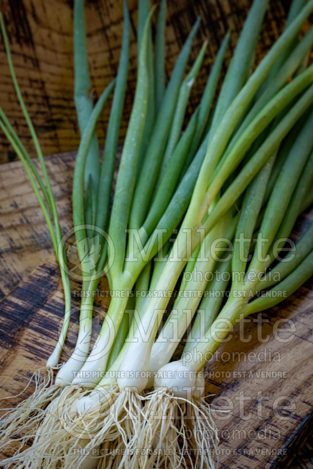 Allium Evergreen (bunching onion, long green onion scallion) 2