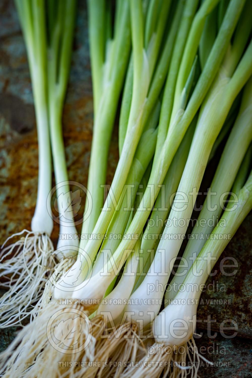 Allium Evergreen (bunching onion, long green onion scallion) 1