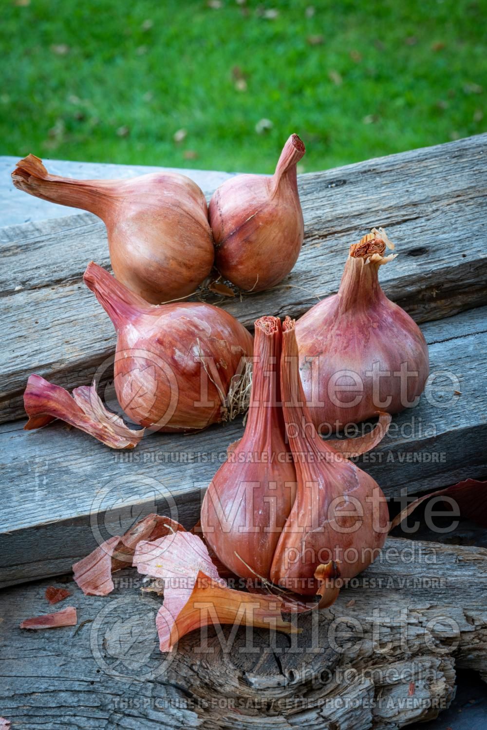Allium fistulosum (scallions bunching onion, long green onion) 4