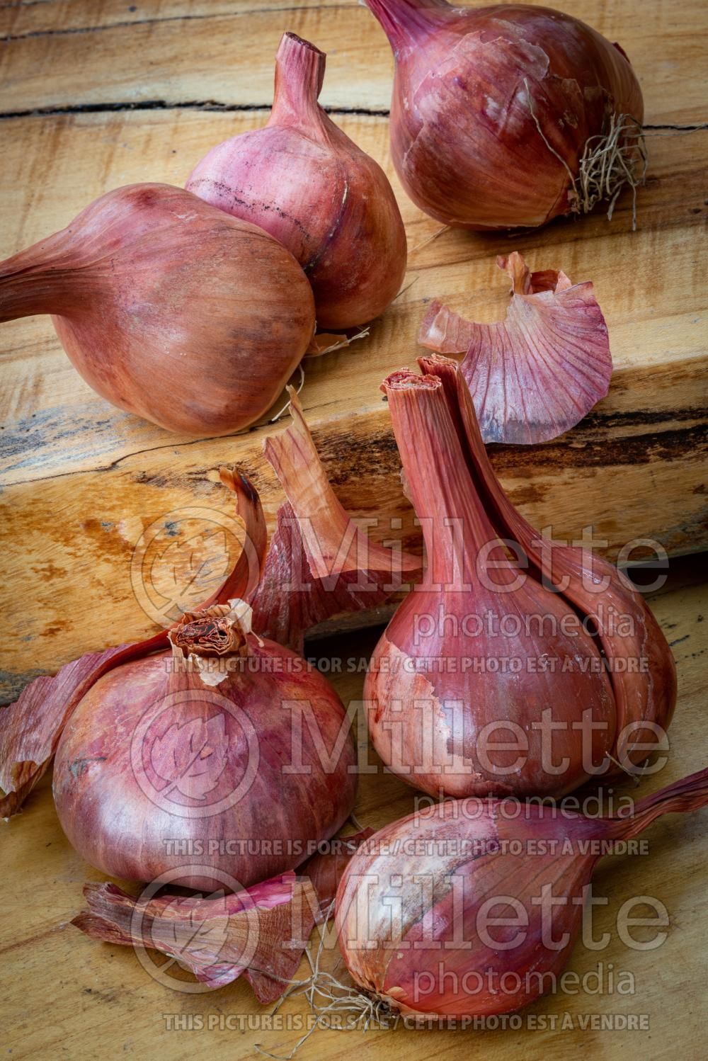 Allium fistulosum (scallions bunching onion, long green onion) 8