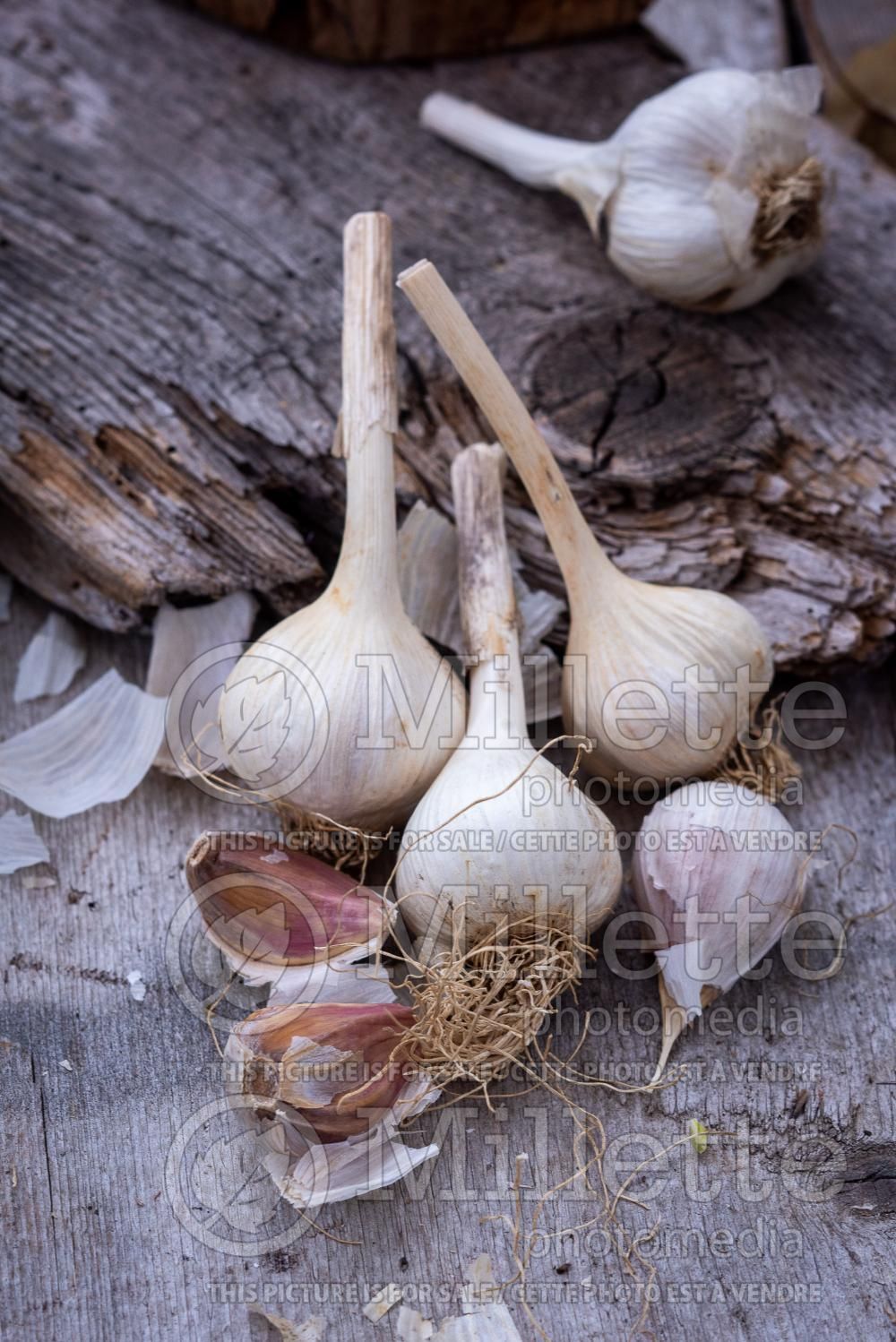 Allium sativum (Garlic vegetable) 6