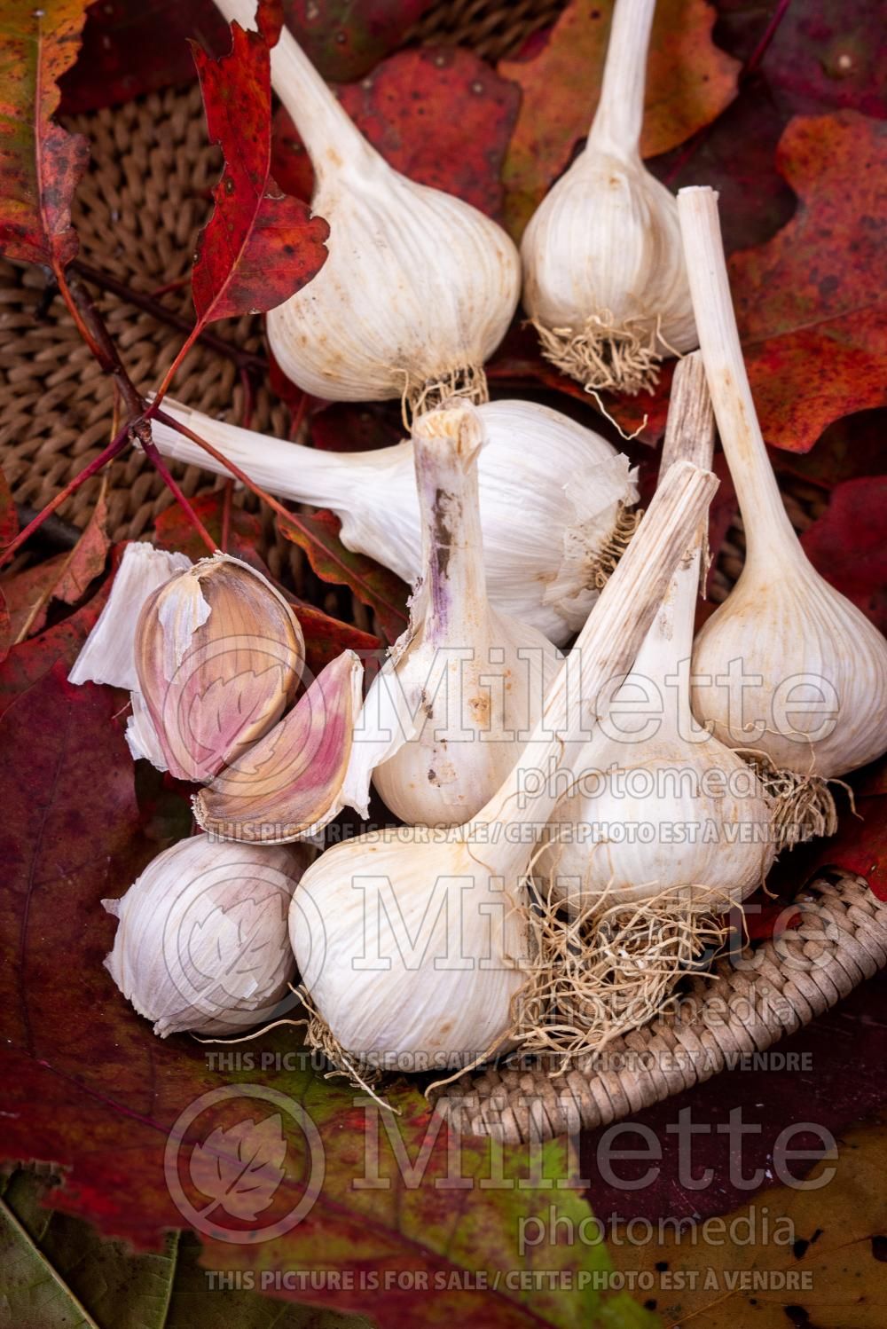 Allium sativum (Garlic vegetable) 7