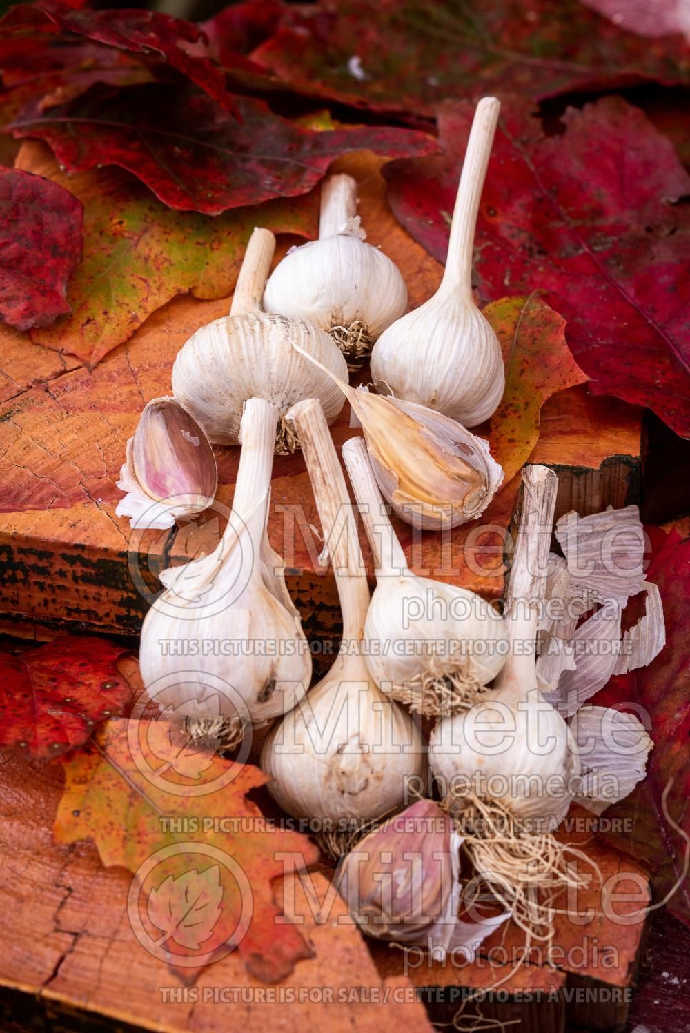 Allium sativum (Garlic vegetable) 8