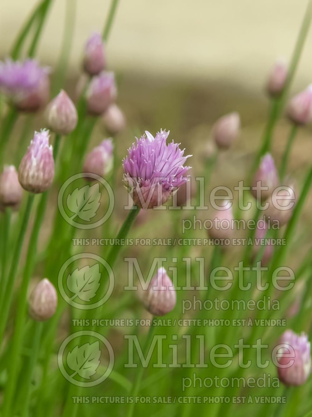 Allium senescens (German Garlic) 3