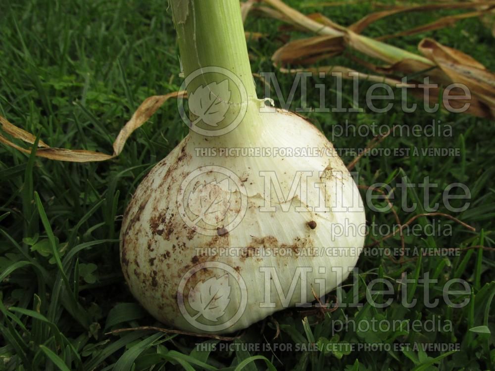 Allium ampeloprasum (Leek vegetable) 4